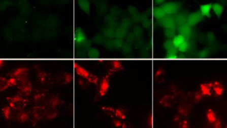 生物学家确定调节呼吸的关键分子