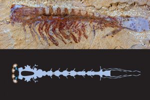 所有蜘蛛和蝎子的最早的已知祖先生活在5.2亿年前
