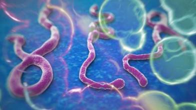 小型研究表明ZMapp可能会提高埃博拉病毒的存活率