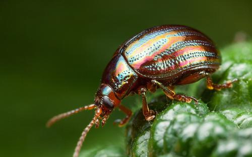 甲虫受益于森林变薄