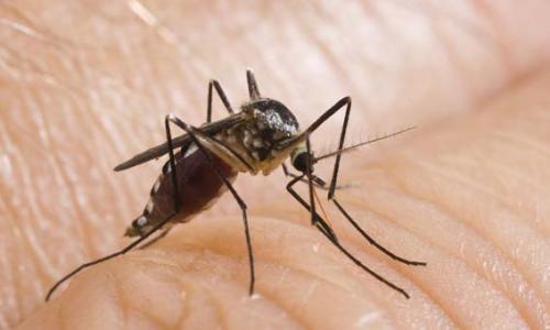 蚊子交配仪式的声音可能导致更安静的无人机