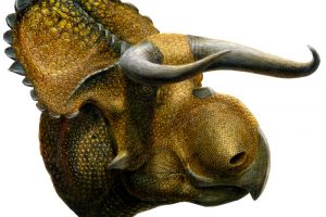 美国古生物学家在白垩纪巨像中添加了一种以前未知的物种