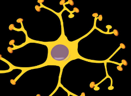 由神经元之间的谱系依赖性排斥机制控制的苍蝇脑结构