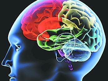海马细胞图谱显示头部受伤如何导致脑部疾病