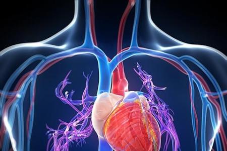 使用心脏特异性生物标志物早期预测心血管疾病的风险