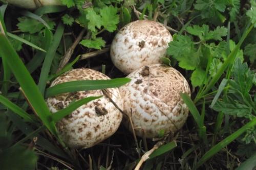 泰国新报道的药用蘑菇有助于揭示最佳生长条件