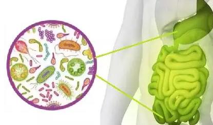 发现常见的食品添加剂会影响肠道微生物群