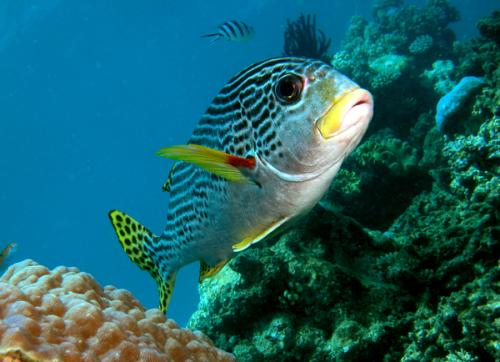 FEFU科学家报告了海洋生物中农药的浓度