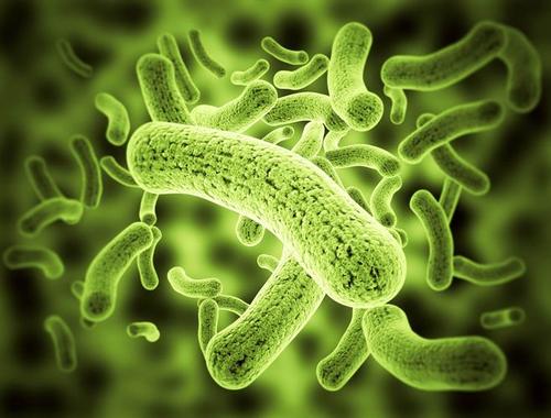 过度喂养的细菌会使人生病