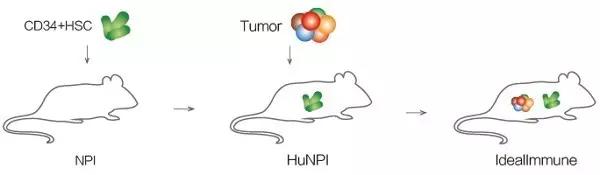 同基因免疫功能宿主中前列腺癌骨转移的小鼠模型