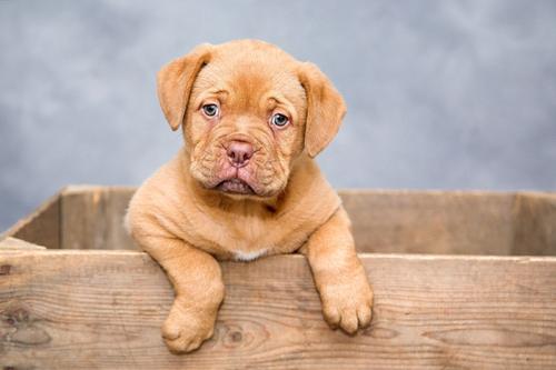 完全切除肿瘤可降低犬癌症复发的风险