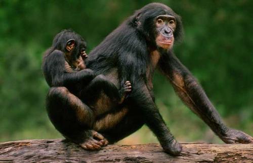 倭黑猩猩的母亲帮助他们的儿子拥有更多的后代
