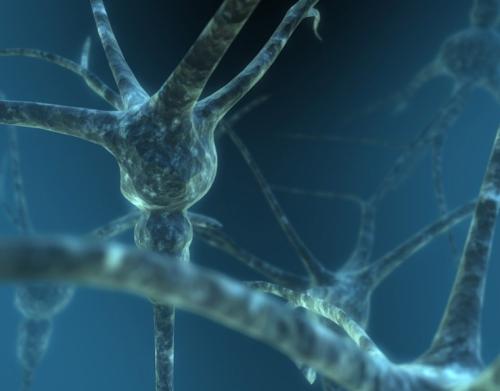 为什么大脑中的神经细胞处理信息的方式不同