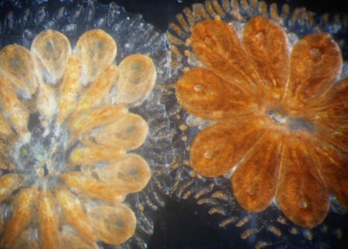 海洋无脊椎动物揭示了人类血液 免疫系统的进化