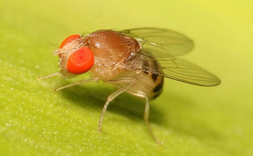 基因的突变会导致果蝇对热应激高度敏感