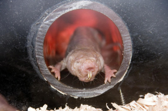 裸鼹鼠是保持癌症的秘密