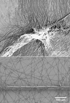 科学家创造了蜘蛛'超粘 丝绸'附件盘'的合成副本