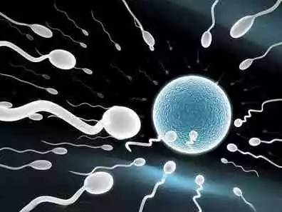 在竞争激烈社会环境雄性会产生更高质量的精子