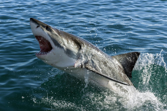 失去大白鲨后生态系统发生变化