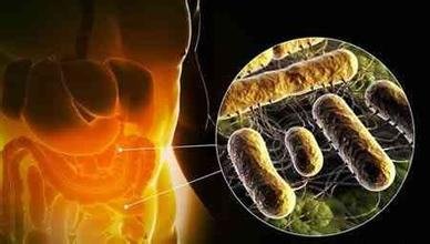 肠道细菌使关键的氨基酸可有可无 扩大了侵入性苍蝇的食物选择