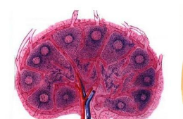 肝病的大型动物可以从自己的肝细胞在淋巴结中生长新器官