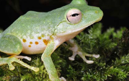 菲律宾发现森林蛙的新物种