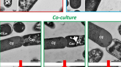 特拉华大学的研究人员发现细菌的作用不仅仅是协同作用