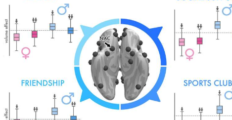 研究显示人类社交大脑中的主要性别差异