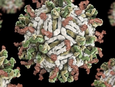 利用DNA星开发的针对登革热病毒的新高灵敏度测试