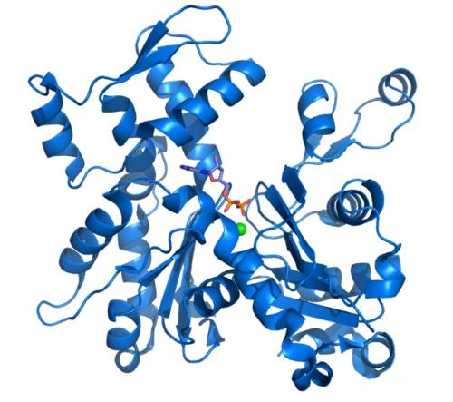 新型合成抗体改良蛋白质的功能分析