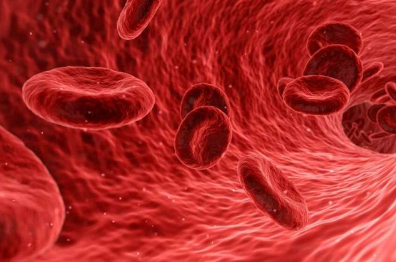 在人类胚胎中发现的超强血干细胞