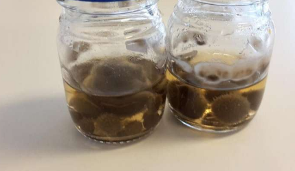 真菌化合物抑制重要的蛋白质组