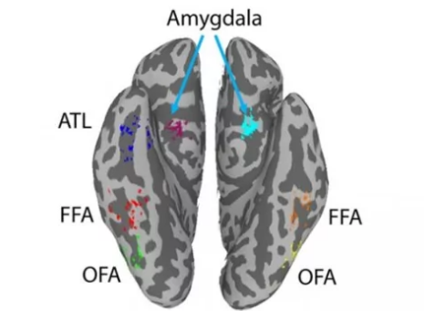 大脑区域共同帮助我们记住面孔