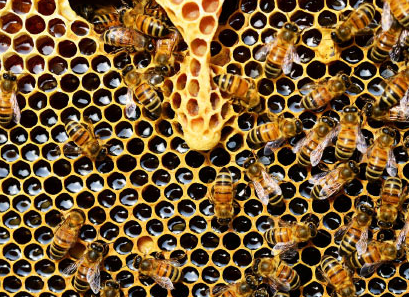 蜂蜜比平常护理替代品更能改善呼吸道症状
