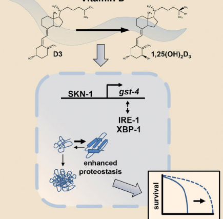 最新研究表明 维生素D可延长寿命和蛋白质稳态