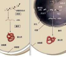 研究揭示了工作记忆中涉及的意外机制