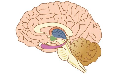 研究人员最近首次定义了模仿阿尔茨海默氏病临床特征的脑部疾病