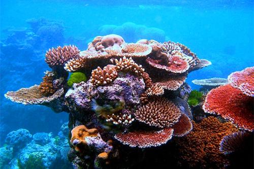 珊瑚礁不能从酸性旅行中返回