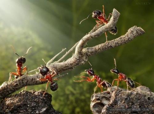蚂蚁社会的军备竞赛维护者的基因活动取决于入侵的奴隶制蚂蚁