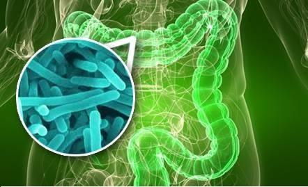 在我们的肠道中储存数万亿的细菌 可以降低膝盖和髋关节置换手术后感染的风险