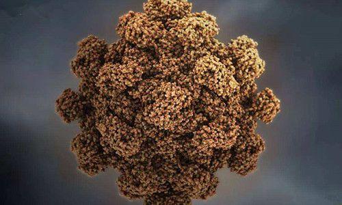 第一个强大的戊型肝炎病毒细胞培养模型