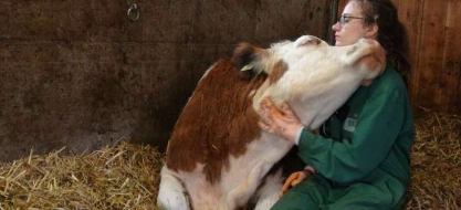 研究显示 奶牛更喜欢与人交流