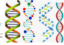 丙戊酸可与DNA构象相互作用并调节基因表达