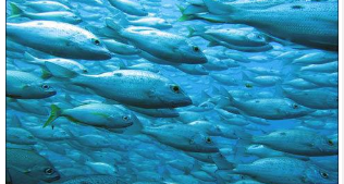 海洋生物具有进化适应力 以适应日益酸化的海洋