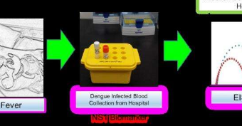 使用新的诊断程序快速检测登革热病毒
