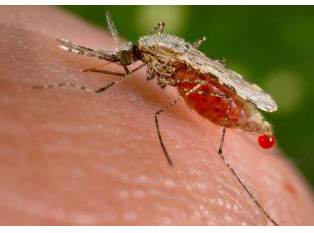 无效的抗疟疗法可以帮助更好地抗击疟疾