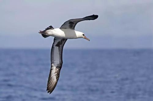 海鸟受到塑料中危险化学品的威胁