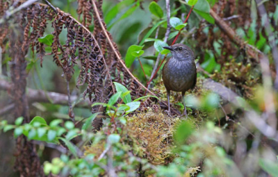 研究人员在尼西亚发现十种新鸟类分类群