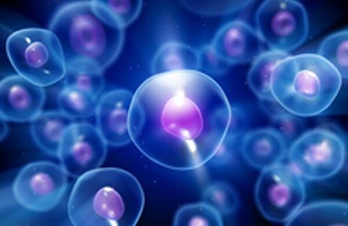 神经科学家通过调查觅食基因对年龄和压力耐受性的影响
