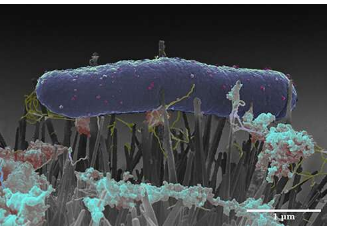 昆虫的翅膀可提供抗菌线索从而改善医疗植入物